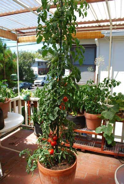 Growing tomatoes in containers also allows you to take full advantage of the best available microclimates. Pin on Container gardening