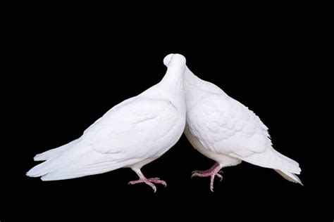 White Pigeons — Stock Photo © Taden1 2651985