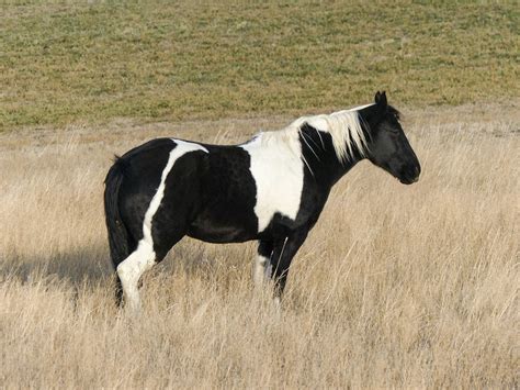 Paint Horse Info Pictures Temperament And Traits Pet Keen