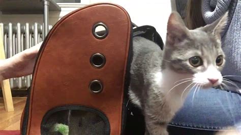 How To Get Your Cat Used To Your Cat Backpack Youtube