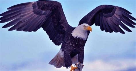 Top 10 Largest Eagles In The World Fakoa