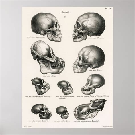 Skulls Illustration Human Evolution Poster Zazzle