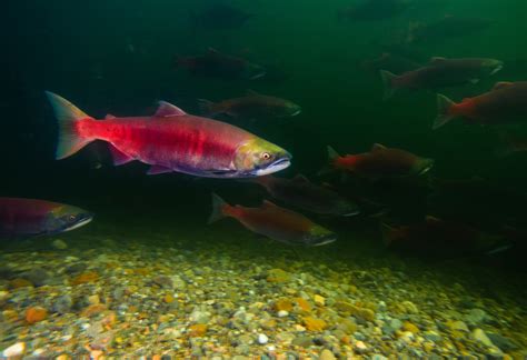 Bc Photographer Captures Beautiful Shots Of Adams River Salmon Run News