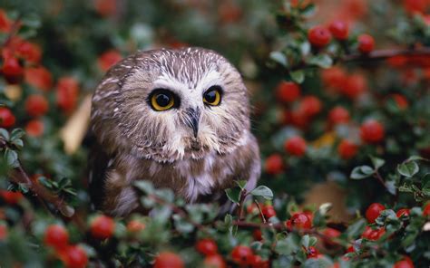 Free Download Owls Archives Hd Wallpapers 1920x1200 For Your Desktop
