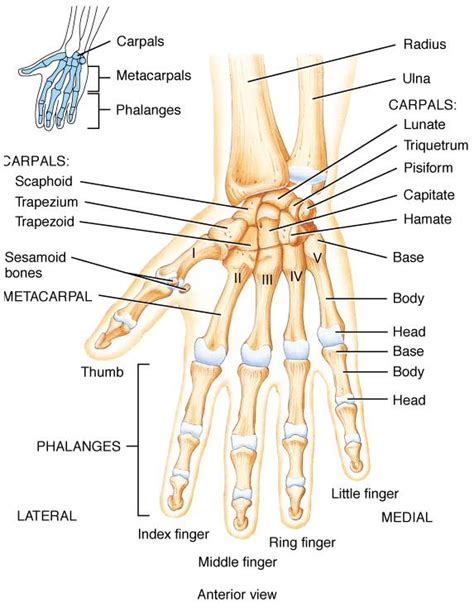 Bones Of The Hand Index Finger Rings Sesamoid Bone Anatomy And