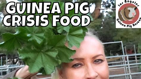 The largest directory of guinea pig foods that they could quite possibly eat or not eat, reviewed for you, and we mean every single possible food. Guinea Pig Crisis Food! - YouTube