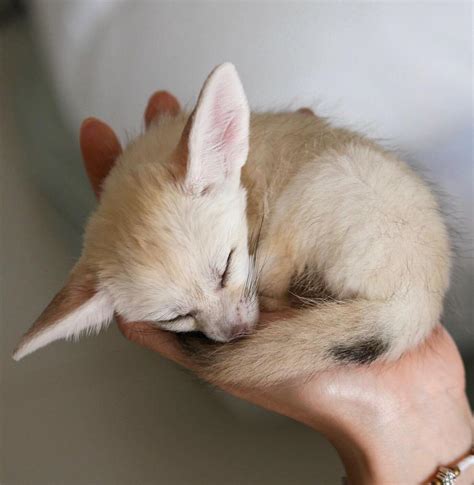 Baby Fennec Fox Crosspost From Reyebleach Reverythingfoxes