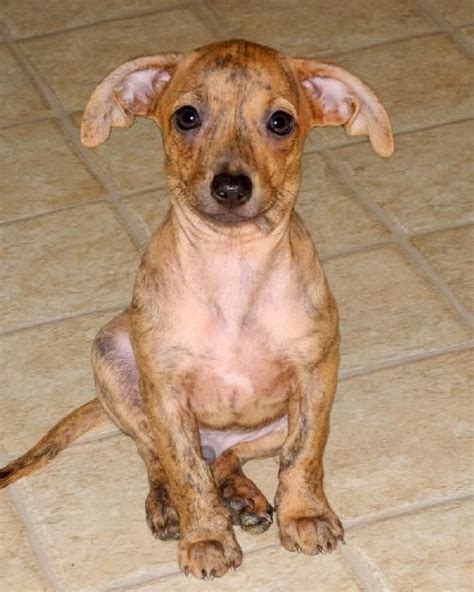 Scarlett is a 14 year old dachshund/minpin mix. Dachshund Puppies For Sale In Pa Under 300