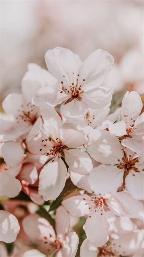 Download Wallpaper 1350x2400 Sakura Flowers Spring Blooms Light
