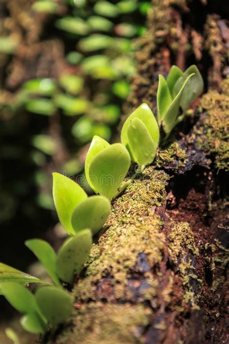 Check spelling or type a new query. Beschaffenheit Nationalparks Gunung Mulu Von Sarawak ...