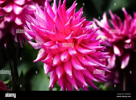 Hot Pink Dahlia Stock Photo Alamy