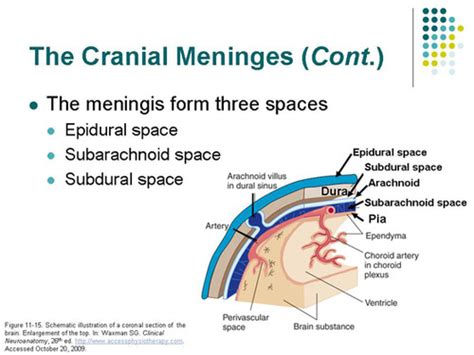 High Yield Neuroanatomy Meninges Ventricles And Csf Flashcards Quizlet