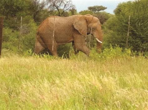 Listen to der weg nach hause | explore the largest community of artists, bands, podcasters and creators of music & audio. Freundlicher Elefant nach Farmbesuchen auf Nachhauseweg ...