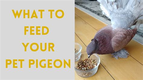 What To Feed Your Pet Pigeon Youtube