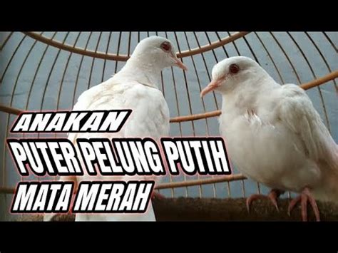 Check spelling or type a new query. BURUNG PUTER PELUNG PUTIH MATA MERAH - YouTube