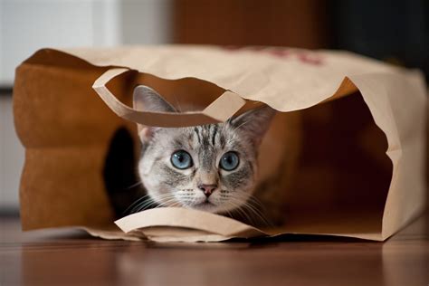 Maybe you would like to learn more about one of these? Why Do We Say "Let the Cat Out of the Bag"? | Reader's Digest