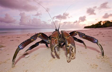 Coconut Crab Robber Crab At Bikini License Image 70221628 Lookphotos