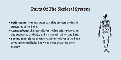 What Are The Functions Of The Skeletal System