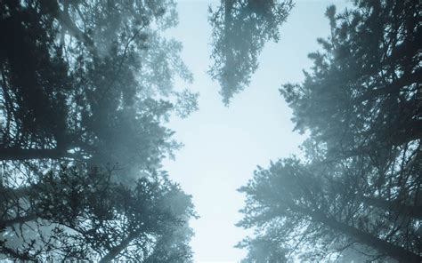 Download Wallpaper 3840x2400 Forest Trees Fog Pines Treetops 4k