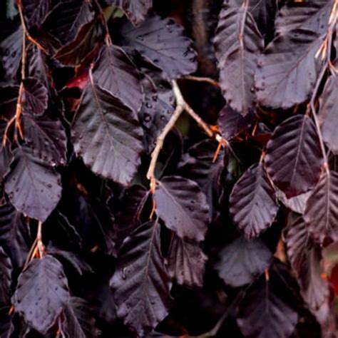 Fagus Sylvatica Purpurea Pendula Weeping Purple Beech Practicality My