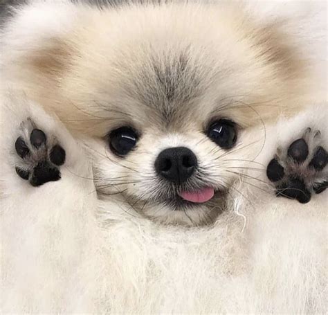 The Cutest Breed Pomeranian Puppy Cute Baby Dogs Cute Baby Animals