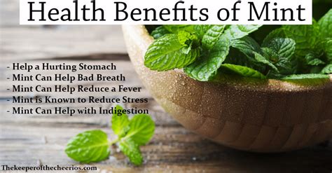 Health Benefits Of Mint The Keeper Of The Cheerios