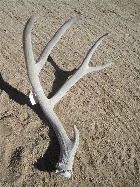 Deer Shed Antler Desert Mule Deer By Prehistoriccollector