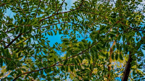 Download Wallpaper 3840x2160 Trees Branches Leaves Needles Green 4k