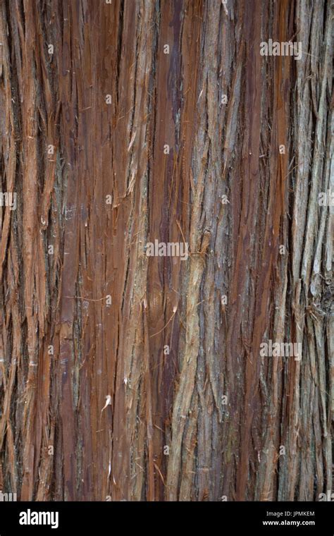 Close Up Of The Bark On A Cedar Tree That Is Peeling Stock Photo Alamy