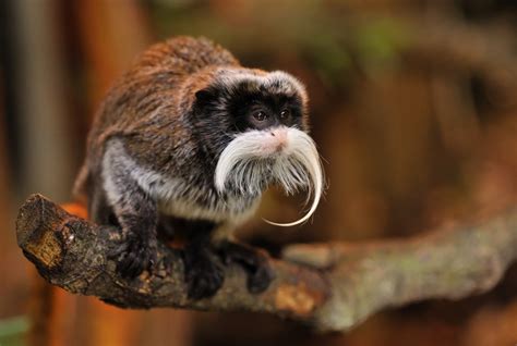 Emperor Tamarin Wallpapers Images Photos Pictures Backgrounds