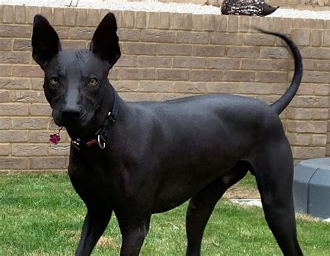 xoloitzcuintli breed information guide facts  pictures bark