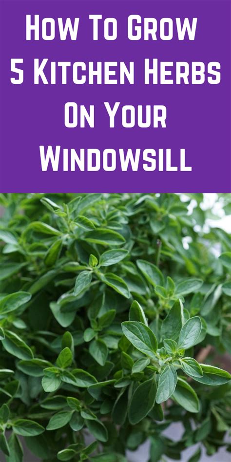 How To Grow 5 Kitchen Herbs On Your Windowsill Gardening Sun Herbs
