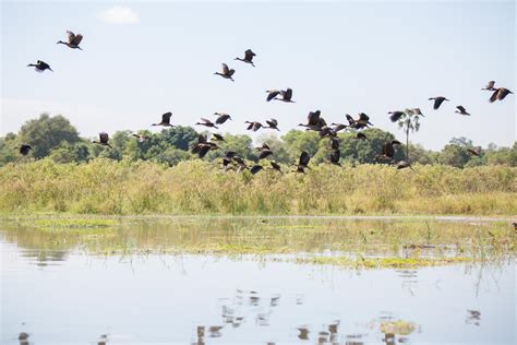 Roaring Ahead Is This Park Malawis Next Big Five Destination