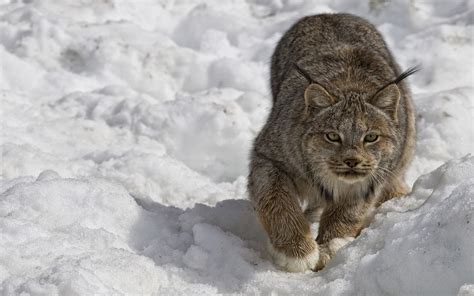 Lynx In Watson Lake Yukon Canada Animal 4k Ultra Hd Desktop Wallpapers