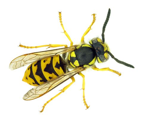 What Does A Wasp Look Like All You Need Infos