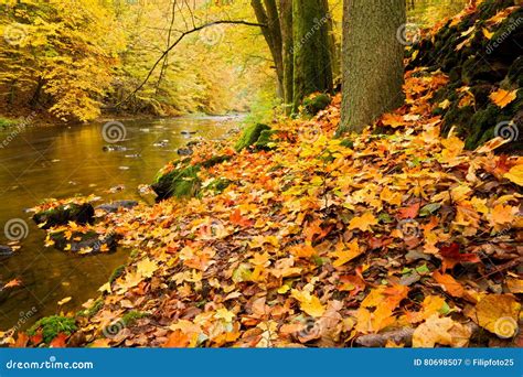 Maple Leaves In Creek Stock Image Image Of Fresh Fall 80698507