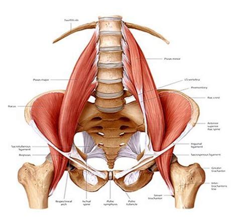 Terms of position & direction. Anatomical Name Of Lower Back Muscles / Transversospinales ...