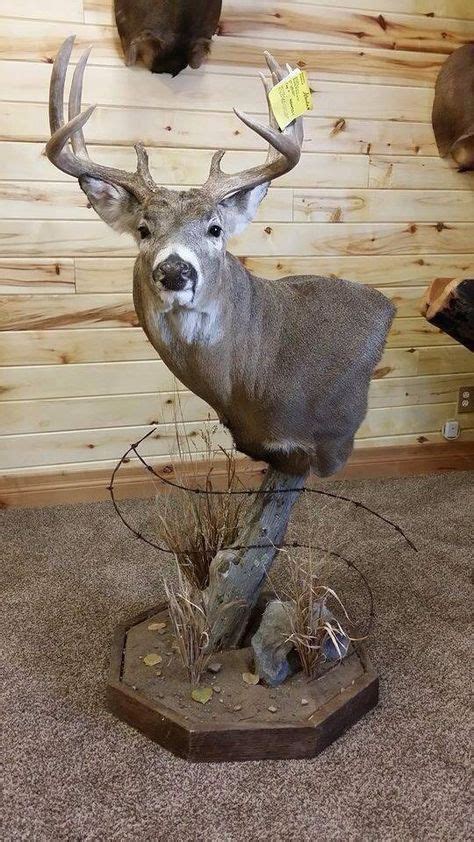 27 Awesome Deer Mounts Ideas Deer Mounts Deer Taxidermy