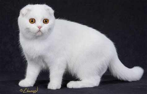 White Fluffy Kitten Breed Ten Ways On How To Prepare For White Fluffy