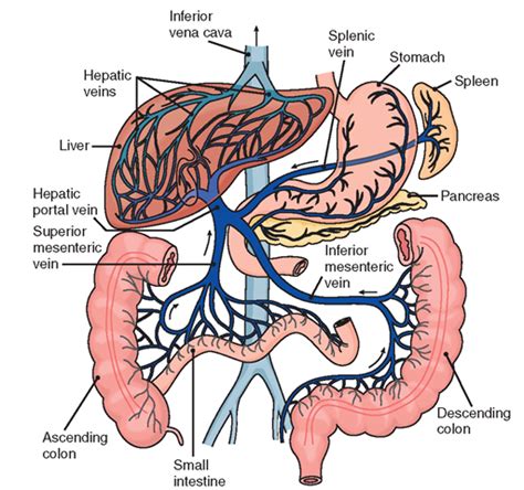 Answer to the blood vessel which carries blood from the alimentary canal to the liver is the question: Hepatic -portal circulation. (With images) | Diagnostic medical sonography, Medical anatomy ...