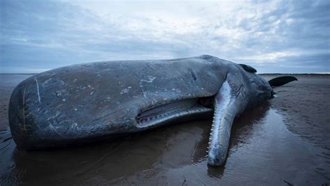 Mystery Behind European Sperm Whale Deaths