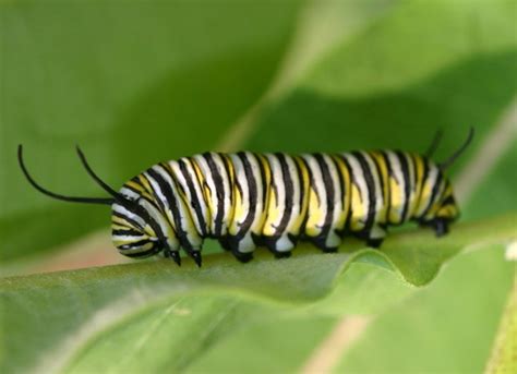 Caterpillar | Info-Fact and Photos | The Wildlife