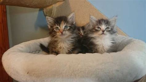Kept my poodles until they became poodle angels. Available 2 gorgeous Siberian kittens FOR SALE ADOPTION ...