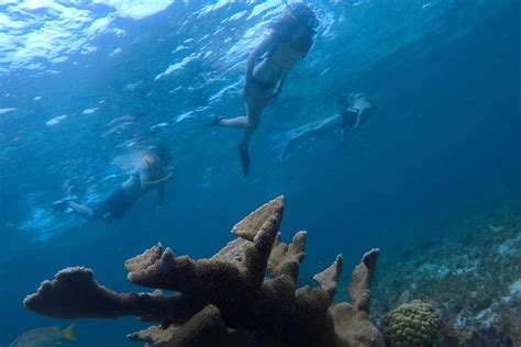 2023 5 In 1 Cancun Snorkeling Tourswim With Turtles Reef Musa