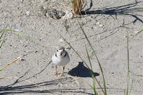 Piping Plovers Wildlifenyc