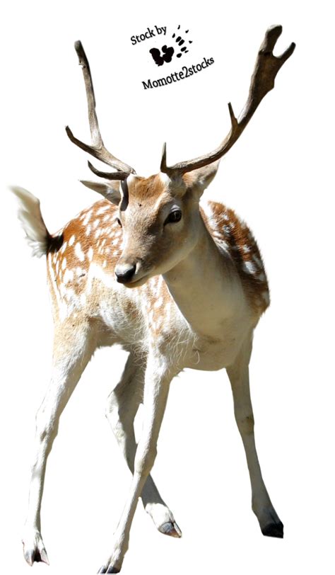 Free Deer Png Download Free Deer Png Png Images Free Cliparts On
