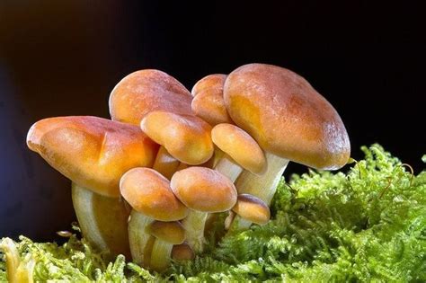 Njs Wild Mushrooms Are Poisoning People At A Staggering Rate Heres What To Avoid