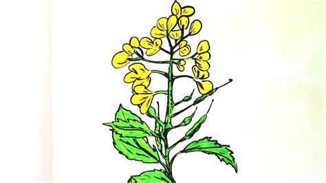How To Draw A Mustard Plant L Binayakartschool5015 Youtube