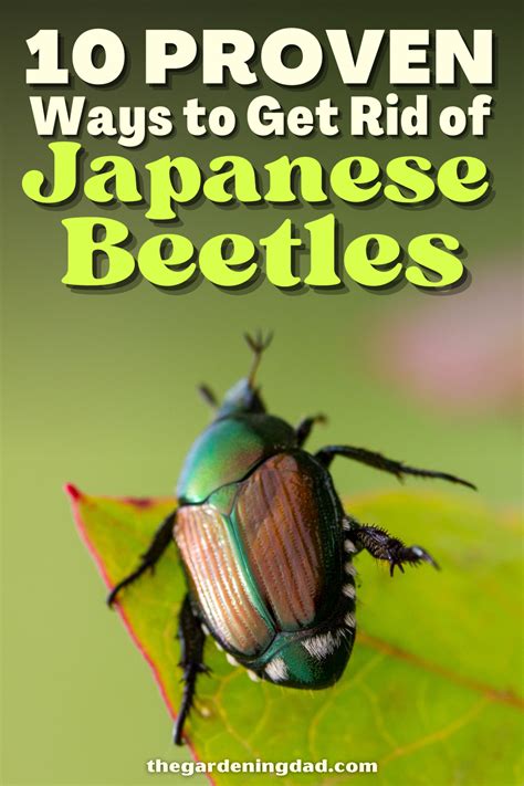 Japanese Beetles Artofit