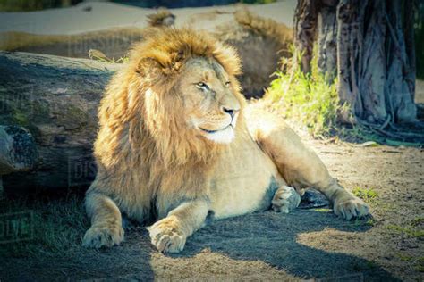 A Male Lion Relaxing In The Sunshine Stock Photo Dissolve
